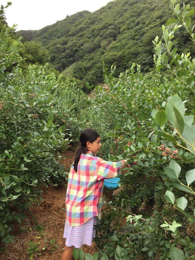 Kumano Winery Guest House Tanabe Esterno foto